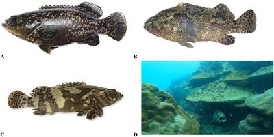 The Hulong hybrid grouper (Epinephelus fuscoguttatus♀×Epinephelus lanceolatus♂) has invaded the coastal waters of Hainan Island, China